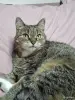 Очень ласковая кошечка в дар - Вся Беларусь - 260531 - Доска объявлений Kupika.by