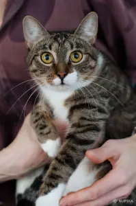 Кошка Михалина - кроткая малышка