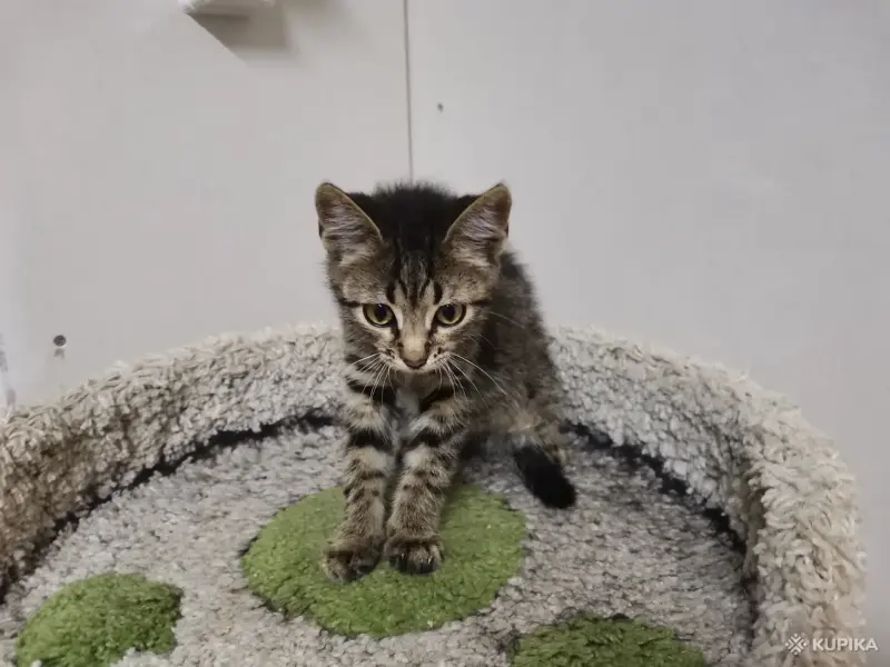 Кошки - Котята - Вся Беларусь - Фото 4 Котята - Вся Беларусь - 259078 - Доска объявлений Kupika.by - Фото 4
