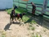 Сельскохозяйственные животные - Козлик - Вся Беларусь Козлик - Вся Беларусь - 259967 - Доска объявлений Kupika.by
