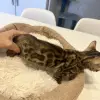 Кошки - Бенгальские котята - Вся Беларусь - Фото 7 Бенгальские котята - Вся Беларусь - 259642 - Доска объявлений Kupika.by - Фото 7