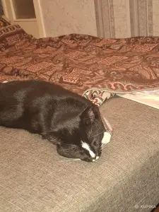 Котик