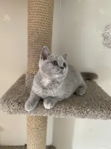 Британский котенок
