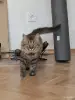 Ласковый кот в дар - Вся Беларусь - 259748 - Доска объявлений Kupika.by