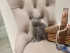Кошки - Шотландские вислоухие плюшевые котята - Вся Беларусь - Фото 12 Шотландские вислоухие плюшевые котята - Вся Беларусь - 260597 - Доска объявлений Kupika.by - Фото 12