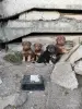 Собаки - Сос! Щенки возле леса, ищут дом срочно! - Малорита Сос! Щенки возле леса, ищут дом срочно! - Малорита - 260300 - Доска объявлений Kupika.by