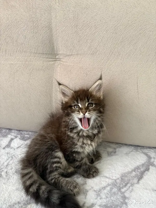 Котята породы Мейн кун - Вся Беларусь - 259786 - Доска объявлений Kupika.by - Фото 3