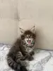 Котята породы Мейн кун - Вся Беларусь - 259786 - Доска объявлений Kupika.by - Фото 3