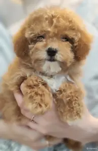 Мальтипу мини мальчик. Цена в рублях.
