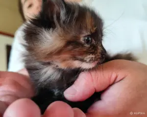 Котёнок