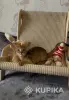 Кошки - Абиссинский котёнок, девочка - Вся Беларусь - Фото 4 Абиссинский котёнок, девочка - Вся Беларусь - 259420 - Доска объявлений Kupika.by - Фото 4