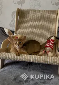 Абиссинский котёнок, девочка
