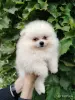Собаки - Померанский шпиц, породный щенок- девочка! - Вся Беларусь - Фото 2 Померанский шпиц, породный щенок- девочка! - Вся Беларусь - 260687 - Доска объявлений Kupika.by - Фото 2