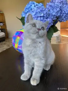 Британский котенок