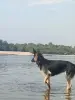 Немецкая овчарка - Вся Беларусь - 259134 - Доска объявлений Kupika.by - Фото 5