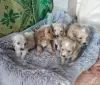 Мальтипу f1 - Вся Беларусь - 260794 - Доска объявлений Kupika.by