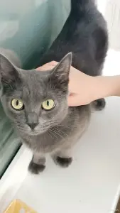 Кошка Киткат - серебряная принцесса