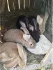 Кролики - Вся Беларусь - 259784 - Доска объявлений Kupika.by