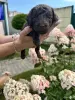 Пудель мальчик - Вся Беларусь - 259125 - Доска объявлений Kupika.by