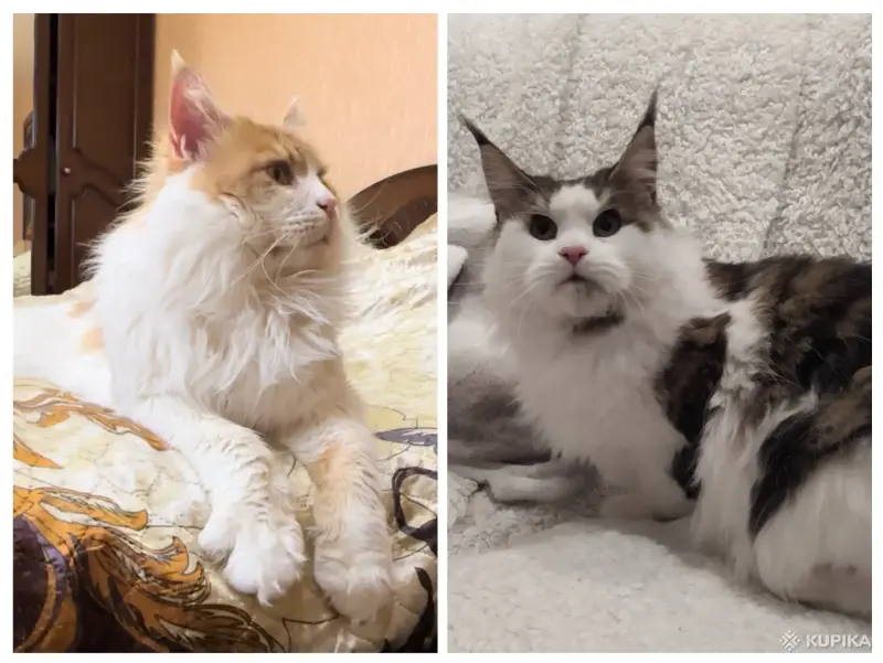 Кошки - Мейн-кун котенок девочка - Вся Беларусь - Фото 9 Мейн-кун котенок девочка - Вся Беларусь - 258246 - Доска объявлений Kupika.by - Фото 9