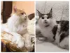 Кошки - Мейн-кун котенок девочка - Вся Беларусь - Фото 9 Мейн-кун котенок девочка - Вся Беларусь - 258246 - Доска объявлений Kupika.by - Фото 9