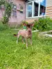Собаки - Щенки Мексиканская голая собака Ксоло - Вся Беларусь - Фото 3 Щенки Мексиканская голая собака Ксоло - Вся Беларусь - 258692 - Доска объявлений Kupika.by - Фото 3
