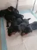 Щенки йорка - Вилейка - 260683 - Доска объявлений Kupika.by - Фото 2