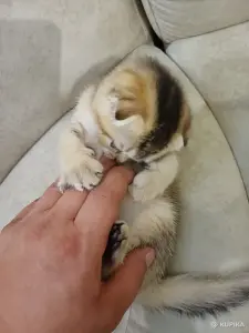 Котёнок  золотая шиншилла
