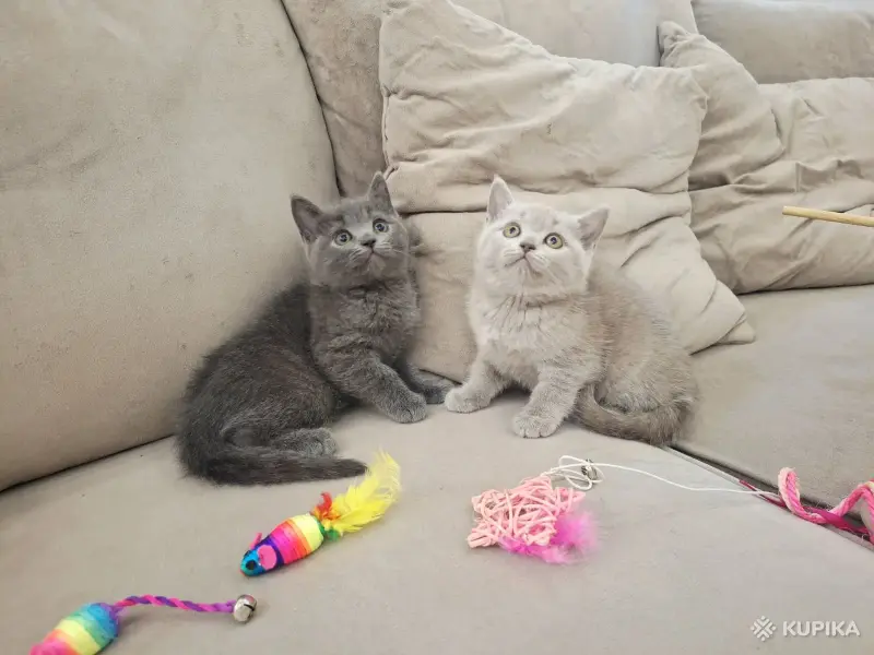 Кошки - Шотландские вислоухие плюшевые котята - Вся Беларусь - Фото 4 Шотландские вислоухие плюшевые котята - Вся Беларусь - 260597 - Доска объявлений Kupika.by - Фото 4