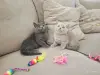 Кошки - Шотландские вислоухие плюшевые котята - Вся Беларусь - Фото 4 Шотландские вислоухие плюшевые котята - Вся Беларусь - 260597 - Доска объявлений Kupika.by - Фото 4