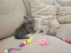 Шотландские вислоухие плюшевые котята