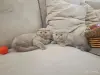Кошки - Шотландские вислоухие плюшевые котята - Вся Беларусь - Фото 3 Шотландские вислоухие плюшевые котята - Вся Беларусь - 260597 - Доска объявлений Kupika.by - Фото 3