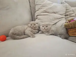 Шотландские вислоухие плюшевые котята