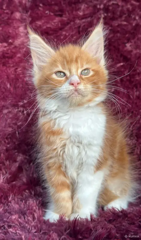 Кошки - Мейн-кун котята - Вся Беларусь Мейн-кун котята - Вся Беларусь - 259120 - Доска объявлений Kupika.by