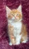 Кошки - Мейн-кун котята - Вся Беларусь Мейн-кун котята - Вся Беларусь - 259120 - Доска объявлений Kupika.by