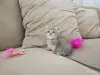 Кошки - Шотландские вислоухие плюшевые котята - Вся Беларусь - Фото 7 Шотландские вислоухие плюшевые котята - Вся Беларусь - 260597 - Доска объявлений Kupika.by - Фото 7
