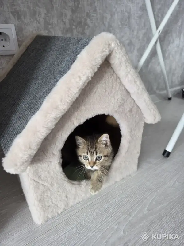 Кошки - Котенок шотландец - Вся Беларусь - Фото 4 Котенок шотландец - Вся Беларусь - 260769 - Доска объявлений Kupika.by - Фото 4