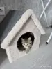 Кошки - Котенок шотландец - Вся Беларусь - Фото 4 Котенок шотландец - Вся Беларусь - 260769 - Доска объявлений Kupika.by - Фото 4
