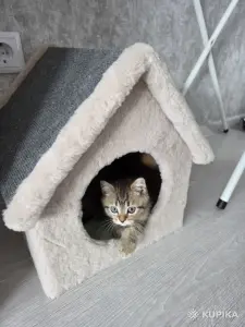 Котенок шотландец