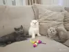 Кошки - Шотландские вислоухие плюшевые котята - Вся Беларусь - Фото 2 Шотландские вислоухие плюшевые котята - Вся Беларусь - 260597 - Доска объявлений Kupika.by - Фото 2