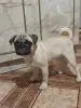 Собаки - Мопсик - Вся Беларусь Мопсик - Вся Беларусь - 260686 - Доска объявлений Kupika.by