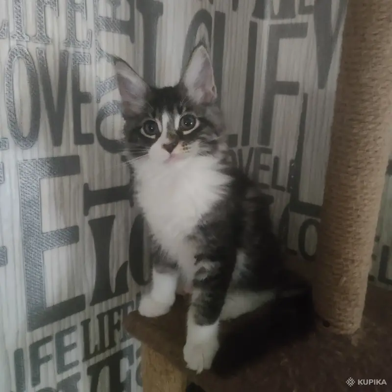 Чистокровные Котята Мейн-Кун - Вся Беларусь - 259752 - Доска объявлений Kupika.by - Фото 6