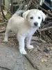 Щенки - Вся Беларусь - 259559 - Доска объявлений Kupika.by - Фото 7