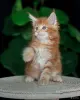 девочка мейн-кун - Вся Беларусь - 258704 - Доска объявлений Kupika.by - Фото 3