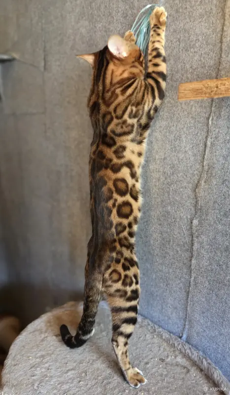 Вязка бенгальского кота - Вся Беларусь - 259362 - Доска объявлений Kupika.by - Фото 5