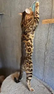 Вязка бенгальского кота