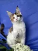Кошки - Мейн-кун котенок девочка - Вся Беларусь - Фото 8 Мейн-кун котенок девочка - Вся Беларусь - 258246 - Доска объявлений Kupika.by - Фото 8
