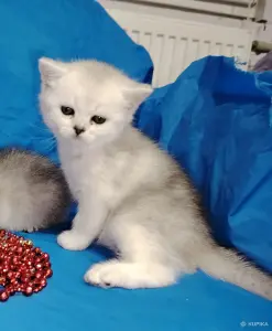 Шотландский котенок.