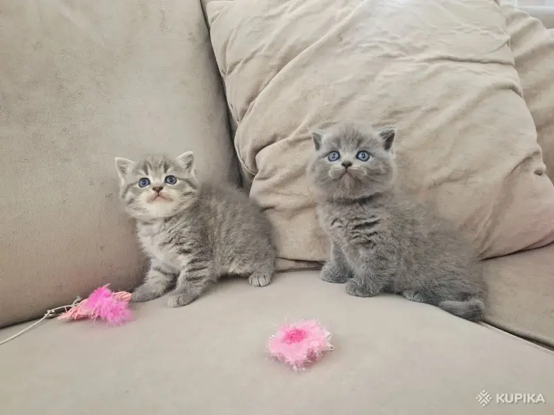 Кошки - Шотландские вислоухие плюшевые котята - Вся Беларусь - Фото 6 Шотландские вислоухие плюшевые котята - Вся Беларусь - 260597 - Доска объявлений Kupika.by - Фото 6