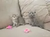 Кошки - Шотландские вислоухие плюшевые котята - Вся Беларусь - Фото 6 Шотландские вислоухие плюшевые котята - Вся Беларусь - 260597 - Доска объявлений Kupika.by - Фото 6